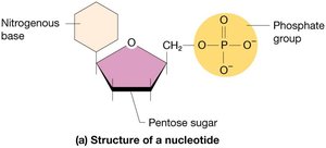 Structure of a nucleotide