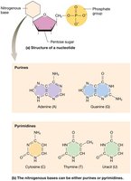 Purine and pyrimidine bases