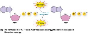 ATP formation and energy release