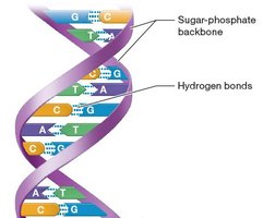 Structure of DNA double helix