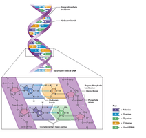 Complementary base pairing in DNA
