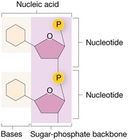 Sugar-phosphate backbone of DNA