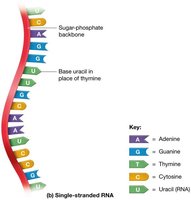 Transcription and translation overview