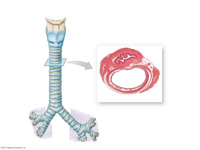 Structure of the trachea and primary bronchi