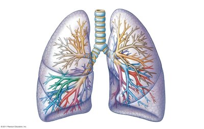 Bronchial tree and lung lobes