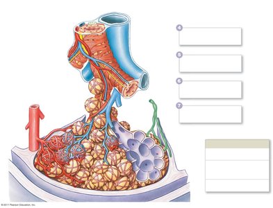 Structure of a pulmonary lobule