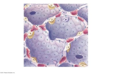 Alveolar epithelium and cell types