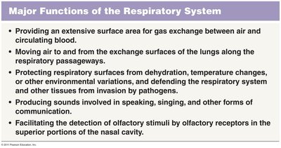 Major functions of the respiratory system