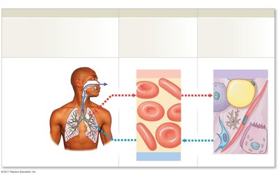 Overview of respiration