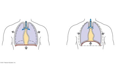 Airflow during inhalation and exhalation