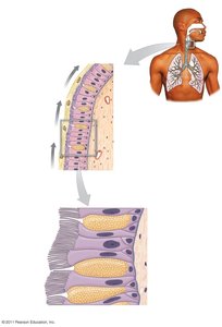 Respiratory mucosa and mucus escalator
