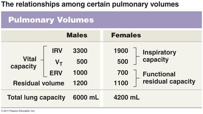 Pulmonary volumes and capacities
