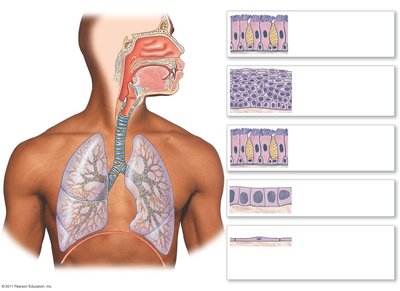 Anatomical divisions and epithelial types in the respiratory tract