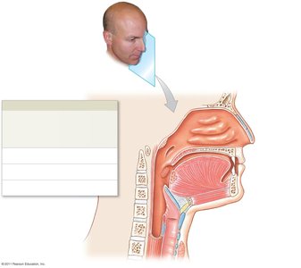 Sagittal section of upper respiratory system