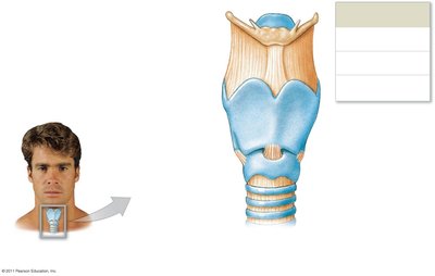 Anterior view of the larynx
