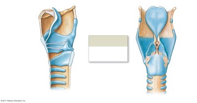 Sagittal and posterior views of the larynx