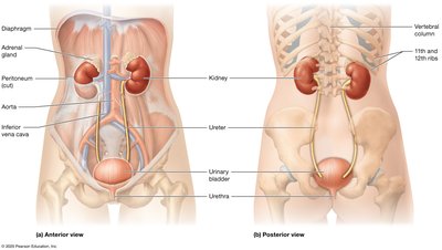 Anterior and posterior views of the urinary system organs