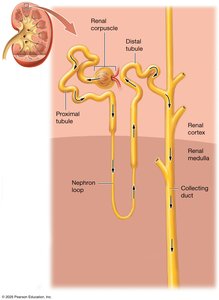 Structure of the renal corpuscle and glomerulus
