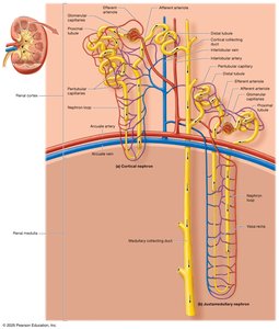 Juxtamedullary nephron structure