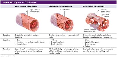 Types of capillaries