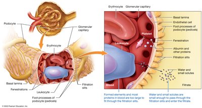 Filtration membrane structure and function