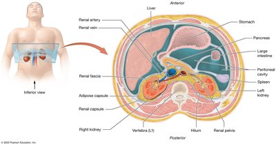 Cross-sectional anatomy of the kidney showing connective tissue layers