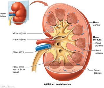 Frontal section of the kidney showing cortex, medulla, pyramids, and pelvis