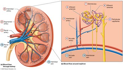 Blood flow through the kidney and nephron