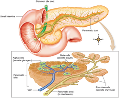 Pancreas and pancreatic islets structure