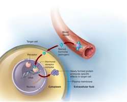 Mechanism of steroid hormone action (direct gene activation)