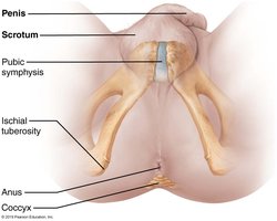The male perineum