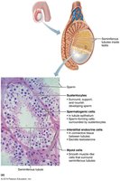 Histology of the seminiferous tubule
