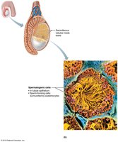 Histology of the seminiferous tubule, detail