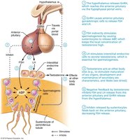 Hormonal regulation of testicular function