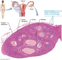 Photomicrograph of a mammalian ovary