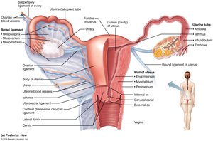 Internal female reproductive organs, uterine tubes