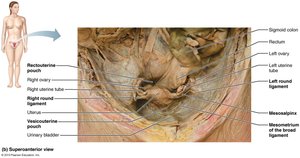 Internal female reproductive organs, uterus