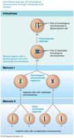 Overview of meiosis