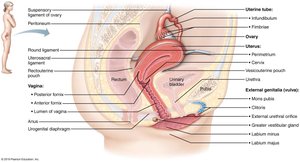 Organs of the female reproductive system, midsagittal section