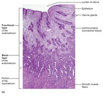 The endometrium and its blood supply