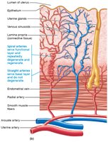 The endometrium and its blood supply, detail