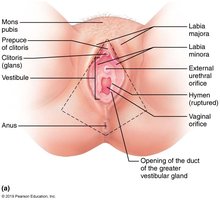 The external genitalia (vulva) of the female, detail