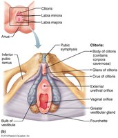 The external genitalia (vulva) of the female, further detail