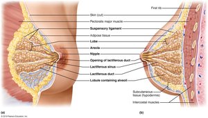 Structure of lactating mammary glands