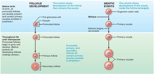 Events of oogenesis
