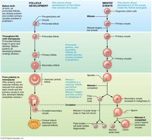 Events of oogenesis, further detail