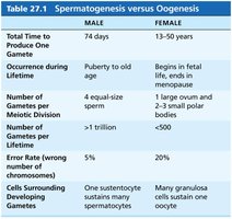Table: Spermatogenesis versus Oogenesis