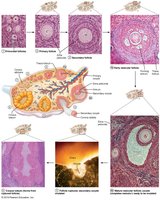 Development and fate of ovarian follicles