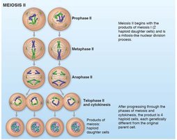 Meiosis II stages