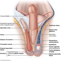 Testis to scrotum and spermatic cord